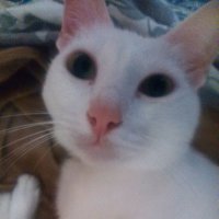 Моя кукурузу консервированную ест,вечно деремся из за нее, и шоколад тырит со шкафчика)