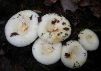 я хоть и сибиряк и у нас в этом году всяких белых,подберезовиков и подосиновиков завались,сам предпочитаю только условно съедобные грузди..

а вот эту херь что продают в магазине и называют груздями я бы не рискнул пробовать..