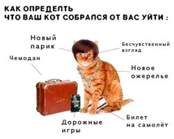Как узнать, врет вам кошка или нет? 