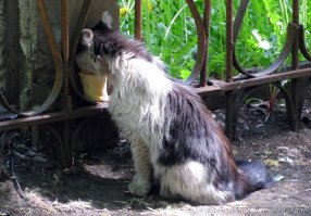 Уморительные морды котэ ДО и ВО ВРЕМЯ поедания ими разных продуктов