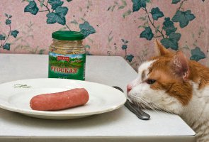 Уморительные морды котэ ДО и ВО ВРЕМЯ поедания ими разных продуктов