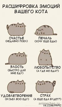 Как узнать, врет вам кошка или нет? 