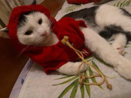 15 причин завести котика