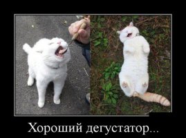 Уморительные морды котэ ДО и ВО ВРЕМЯ поедания ими разных продуктов