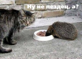 Уморительные морды котэ ДО и ВО ВРЕМЯ поедания ими разных продуктов