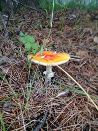 Сходил в лес. Набрал лесных грибов. Ща попробую рецепты. Потом отпишу)))