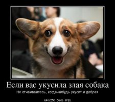 плюсую!!! наверно у каждого есть подборка фоток что рассмешила когда-то. щас свою пересмотрел. тож улыбнуло.