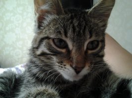 Наши рас....и, похожи как братья..