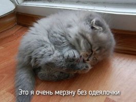 25 смешных животных, в которых каждый узнает себя