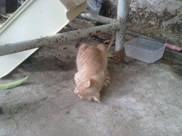 У меня стая кошек, штук 10-14, я точно хз. Травмы регулярны.
Рыжая, Феникс, полторы недели назад упала с дерева, метров с 7-ми, сотрясение мозга остальное не пострадало, несколько дней ходить не могла, качало как моряка в шторм.
А кадр валяющийся на столе, Петька, недавно на улице под велик пацану соседскому попал, перелом таза, уже ходит сам к кормушке, выходили.
И так все время, раз в месяц кого-то из котов спасаем, раз в полгода не получается. Такова природа бытия.
Так надо(спасать кого нибудь регулярно), потому что мы единственные кто так умеет. И не стоит делать ажиотаж из случаев, как и не стоит убиваться если кто не выжил.
Кстати, а мои котики-то вам не понравились, мудаки вы бесчестные, судите людей по котикам, котиков по людям, видимо другие уровни вам не постижимы.