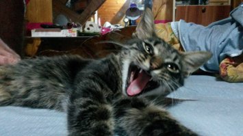 Моему распи@дяю пох, что там на уме у британских ученых.