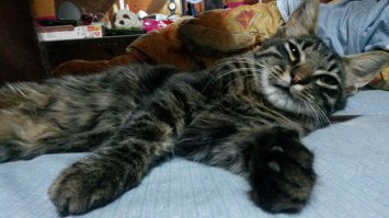 Моему распи@дяю пох, что там на уме у британских ученых.