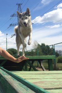 Вот мой барбос))