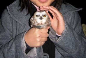 где автор увидел,что сова смотрит на хрюшку? покажите мне этого поросенка