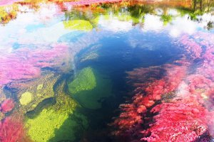 у нас бы заподозрили слив химических отходов :)