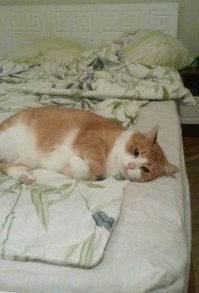 А вот мой как то приуныл))))