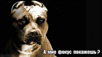 Реакция собак на фокус с исчезновением еды. Часть 2