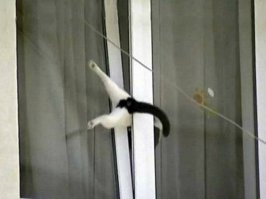 у моего кореша, так кот сдох.
приходит домой а он висит дохлый в окне...