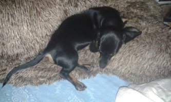 такса - собака не для всех... слишком уж она себе на уме. и командам не любит подчиняться. не, она конечно, сделает для вас многое... но сначала подумает :)
а вот ежели вы попадете с таксой на одну волну - всё. без таксы жизни уже не будет... 
схоронила я этим летом старушку-таксу рыжего длинношерстика. онкология. пару месяцев до 14 лет не дотянула... не смогла толком пережить я это. вот мое лечение - таксотерапия)) принесла мелкую сосису, еще подсосную... с крыску от силы размером... щас моему лекарству уже 2.5 месяца