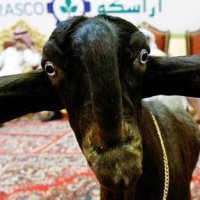 Жуть! козы эти....