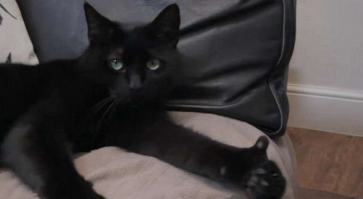 Уморительные морды котэ ДО и ВО ВРЕМЯ поедания ими разных продуктов