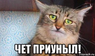 Пост о том как растут котята Мейн Куны. Продолжение. Часть 3