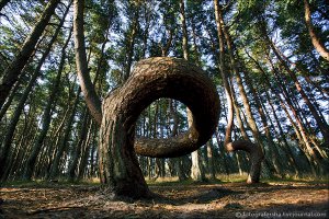 Ну не знаю, а Куршская коса со своим "Танцующим" лесом чем не устроила??? Где же импортзамещение, когда оно так нужно?! ))))