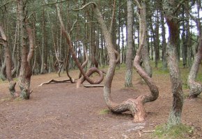 Ну не знаю, а Куршская коса со своим "Танцующим" лесом чем не устроила??? Где же импортзамещение, когда оно так нужно?! ))))