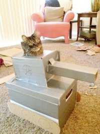 17 полезных советов для тех, у кого есть кошка