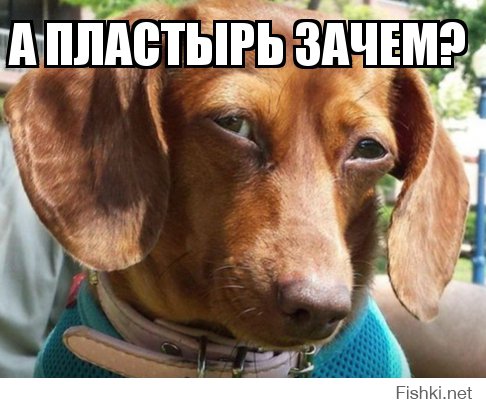 Байкер спас обожженного котенка и теперь путешествует с ним по стране