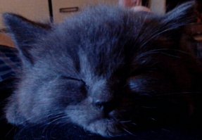 Комментарии, конечно, интереснее и полезней, ближе к нашей реальности.
В тему - старый анекдот: 
" — Собаки — такие сволочи.  
Собачник:  — Сам ты сволочь!    
— Коты такие сволочи!  
Кошатник: Ага!"... 
и душевный рассказ о своей любимой сволочи..