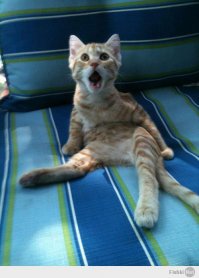  Как пользоваться английской розеткой без переходника