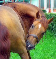 30 идеальных фотографий лошадей – грация, краса и сила