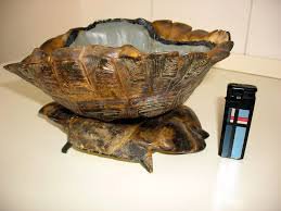 12 невероятных фактов, которые скрывают черепахи под своим панцирем