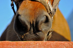 30 идеальных фотографий лошадей – грация, краса и сила