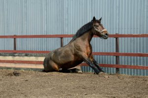 30 идеальных фотографий лошадей – грация, краса и сила