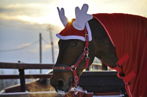 30 идеальных фотографий лошадей – грация, краса и сила