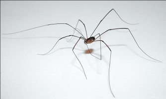 В мое детство мальчишки во дворе нас такими паучками пугали, мы их все называли Сороконожками, жалко так было, когда они им ножки отрывали