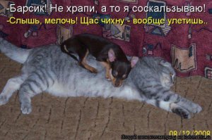 Знакомьтесь - это Туди - самая маленькая собака в мире