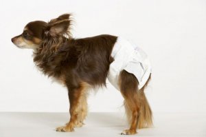 Вот хороший тренд. А то у собачатников культуры ноль. Весной как по минному полю ходишь.