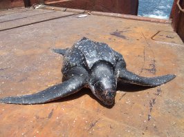 Ещё есть тип-судовая)))