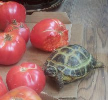 "Черепахи не так медлительны, как вы о них думаете" - Это точно! Вот я думала лежит чудо под солнцем на балконе греется, а он там уже успел помидоры продегустировать)))