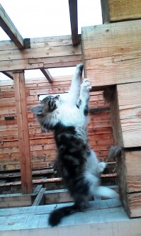 Мой котэ одобряэ и хочет тоже жить в таких хоромах. 
Мотивирующие фото...