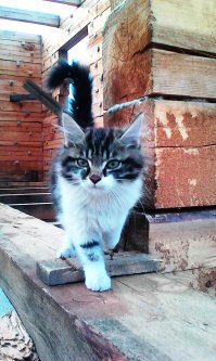 Мой котэ одобряэ и хочет тоже жить в таких хоромах. 
Мотивирующие фото...