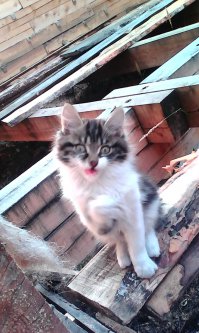 Мой котэ одобряэ и хочет тоже жить в таких хоромах. 
Мотивирующие фото...