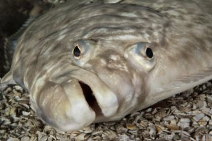 Портрет жильца. Человек-палтус.