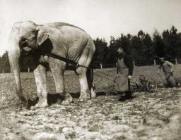 Слон из зоопарка на пашне 1910 год