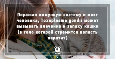 Интересно.Думаю именно поэтому некоторые,женщины-бабули заводят по 40 кошек в квартире.Им тупо ссаньё кошачье привлекает
