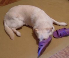 А вот мой лаброктото: обиделся на меня (жрал гадости на улице, я отнял) и демонстративно улёгся ждать хозяйку с работы, демонстрируя какой хозяин гад и как он обижен.