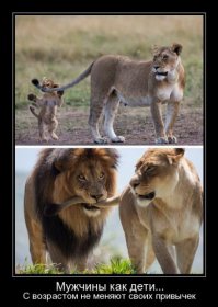 История о том, как львенок укусил отца за хвост и вышел сухим из воды